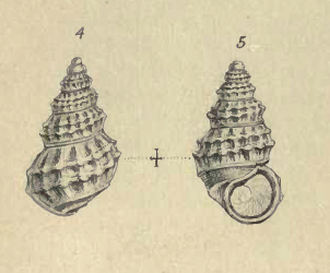 Rissoidae nel Mediterraneo: Genere Alvania